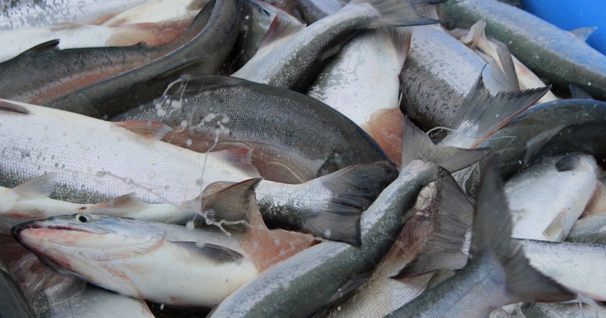 Strong 2025 sockeye run roughly doubles value of local commercial fisheries – KDLL